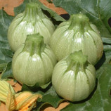 Раунд Бьюті F1 насіння кабачка раннього 45-50 дн. світло-зеленого кругл. (United Genetics)