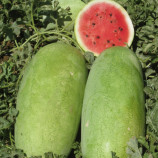 Чарльстон Грей семена арбуза (United Genetics)