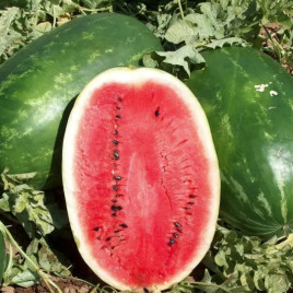 Эрли Саманта F1 семена арбуза тип Кримсон Свит (United Genetics)