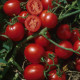 Бинго F1 семена томата дет. (United Genetics)