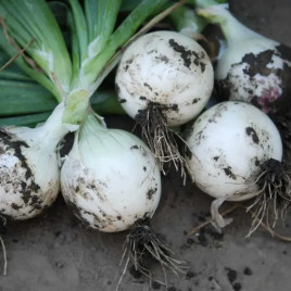 Цибуля Вайт Меджик F1 