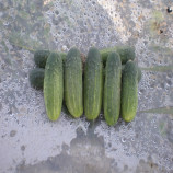 Грин Пик F1 семена огурца партенокарп. (United Genetics)