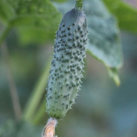 Евро Пик F1 семена огурца партенокарп. (United Genetics)