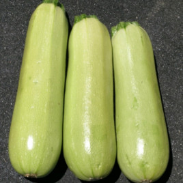 Елеонор F1 насіння кабачка (United Genetics)