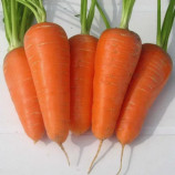 Шантане Ред Кор семена моркови (United Genetics)