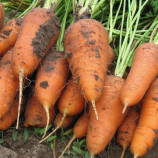 Курода Шантане семена моркови (United Genetics)