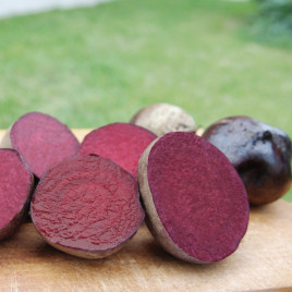 Ред Сан F1 семена свеклы столовой (United Genetics)