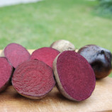 Ред Сан F1 семена свеклы столовой (United Genetics)