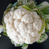 Сноу Бол семена капусты цветной (United Genetics)