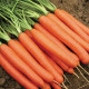Тіп Топ насіння моркви Нантес (United Genetics)