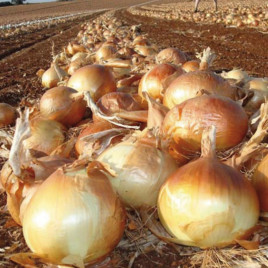 Копер Бол F1 семена лука репчатого среднего (United Genetics)