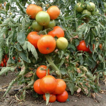Монталбан F1 семена томата индет. (United Genetics)