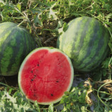 Эрли Джитана F1 семена арбуза тип Крисби (United Genetics)