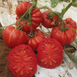 Роциоло F1 семена томата индет. (United Genetics)