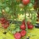 Португос F1 семена томата индет. розового (United Genetics)