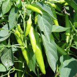 Хуэро F1 насіння перцю гострого середньораннього 25-30 гр (United Genetics)