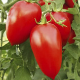 Адель F1 семена томата индет. (United Genetics)