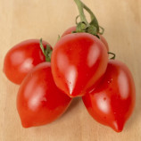 Оливия F1 семена томата дет. (United Genetics)