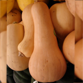 Волтгем батернат F1 насіння гарбуза мускатного середнього 120 дн. 1,5-4 кг (United Genetics)