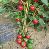 Черри Файр F1 семена перца острого раннего зел./красн. (United Genetics)