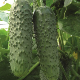 Огурец Амур F1