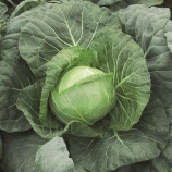 Парел F1 семена капусты б/к ранней (Bejo)