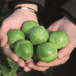 Франклнн F1 семена капусты брюссельской (Bejo)