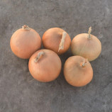 Радар (Normal) семена лука репчатого озимого 250-260 дн. (Bejo)