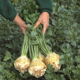 Балена семена сельдерея корневого (Bejo)