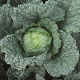 Мелиса F1 семена капусты савойской (Bejo)