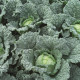 Мелисса F1 семена капусты савойской ранней 80 дн. 1,5-2,5 кг (Bejo)
