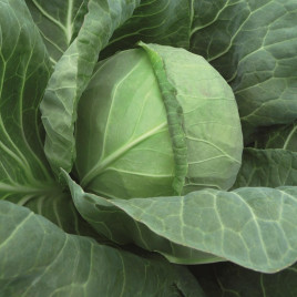 Тиара F1 семена капусты б/к ранней (Bejo)