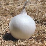 Айсперл F1 семена лука репчатого белого PR (Bejo)