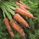 Кордоба F1 семена моркови PR Шантане (2,0-2,2 мм) (Bejo)