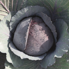 Ранчеро F1 семена капусты к/к средней (Bejo)