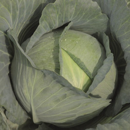 Тайфун F1 семена капусты б/к поздней (Bejo)