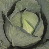 Тайфун F1 насіння капусти б / к пізньої (Bejo)