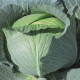 Тайфун F1 семена капусты б/к поздней 120-130 дн. 2-4 кг окр. (Bejo)