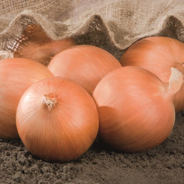 Роухайд F1 насіння цибулі ріпчастої середньої 110 дн. (Bejo)