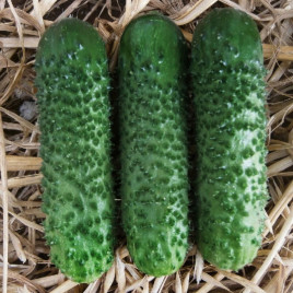 Арктика F1 (Арена F1) насіння огірка партенокарп. (NongWoo Bio)