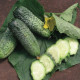 Авелла F1 (Аваланж) семена огурца партенокарп. (NongWoo Bio)