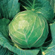 Голден Бол F1 насіння капусти б / к ультраранньої (NongWoo Bio)
