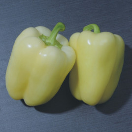 Сільвер Стар F1 насіння перцю солодкого (United Genetics)