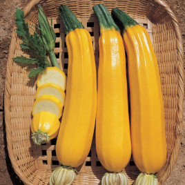 Елоу Хаус F1 семена кабачка (NongWoo Bio)