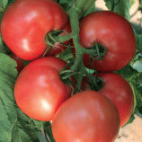 Пинк Харт F1 семена томата индет (United Genetics)