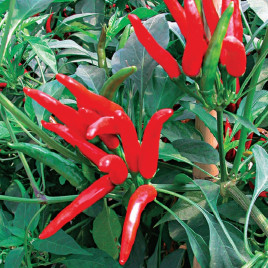 Хай Флай F1 насіння перцю гострого (NongWoo Bio)