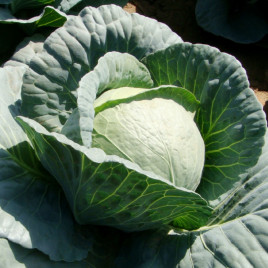 Одиссей F1 семена капусты б/к среднеспелой (NongWoo Bio)