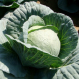 Одиссей F1 семена капусты б/к среднеспелой (NongWoo Bio)