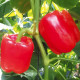 Синдерелла F1 семена перца сладкого тип Блочный раннего 115-120 дн. 190-200 гр. 8,5х8 см красн. (NongWoo Bio)