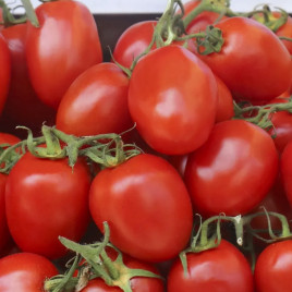 Омния F1 семена томата дет (NongWoo Bio)